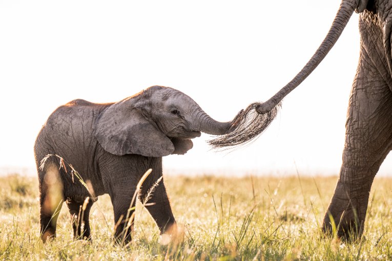 Masai Mara Weather and Wildlife May 2025 - The Governors Camp
