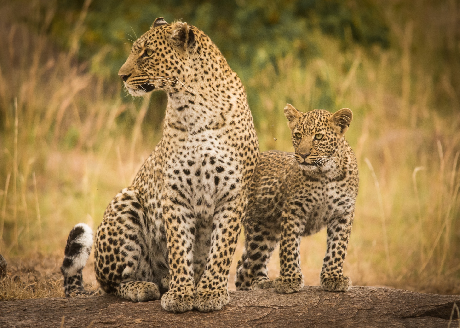 Leopard Bahati Cub