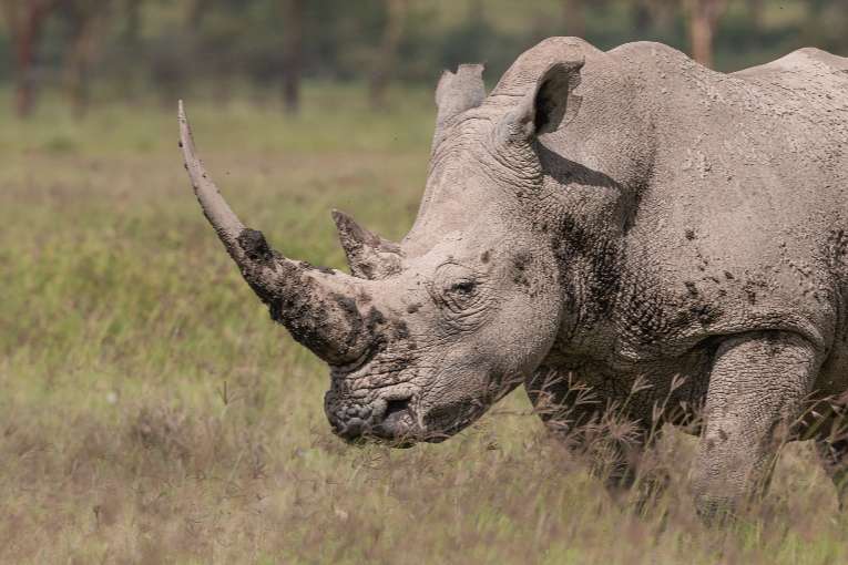 White rhino, Kenya