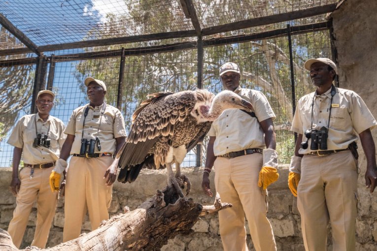Protected Raptors Highlighting Raptor Conservation and the effects of drought. - The ...