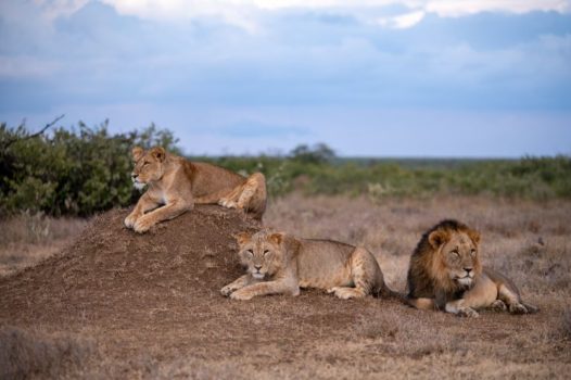 Lion Prides And Predator Dynamics On Mugie Conservancy - The Governors Camp