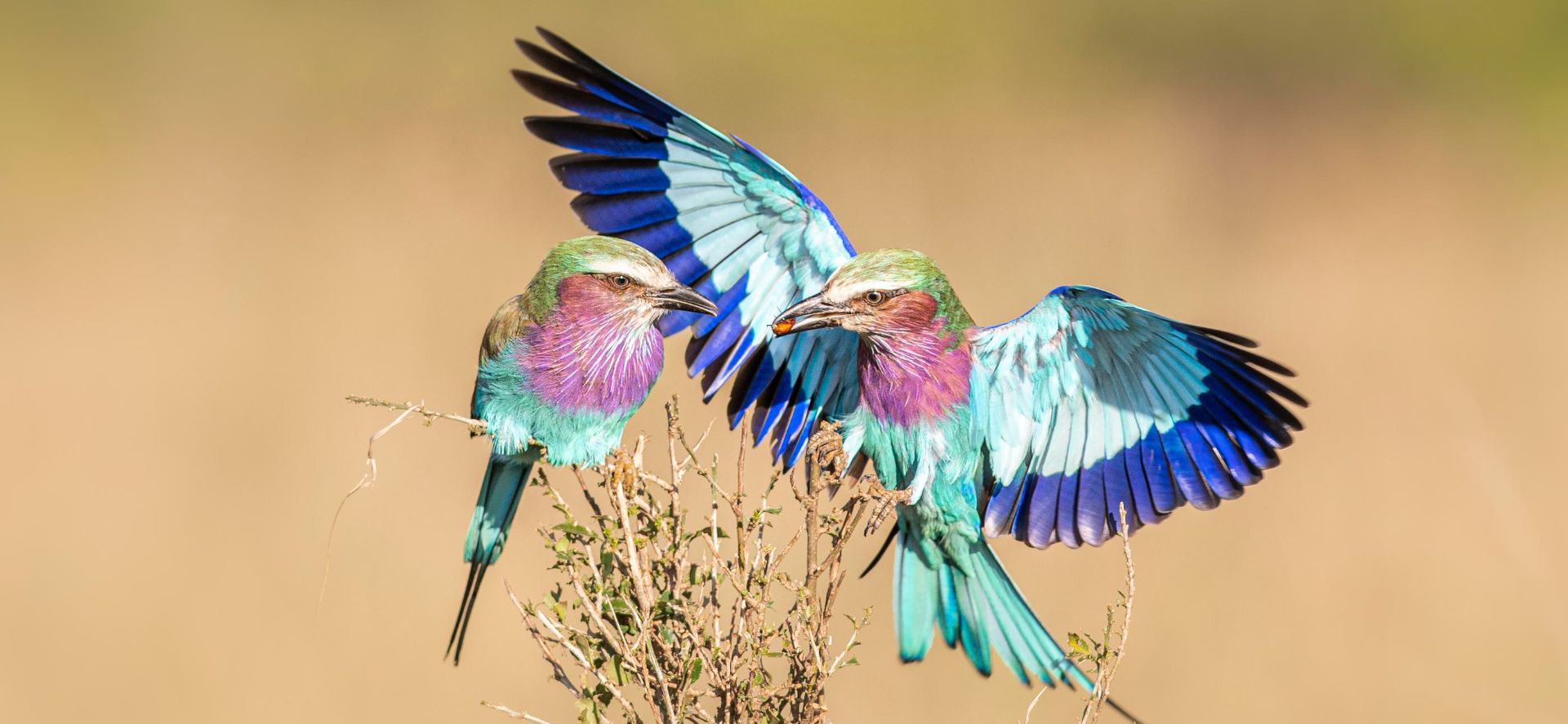 Birds of Kenya