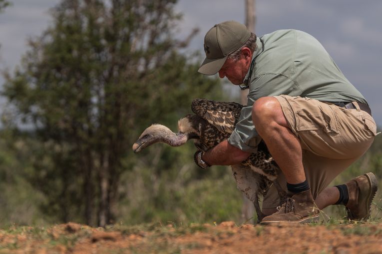 Rescued raptors and scoring GOLD for sustainability. - The Governors Camp