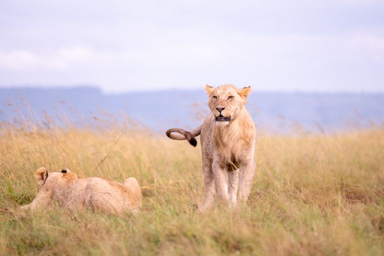 Simba Masai Mara kenya