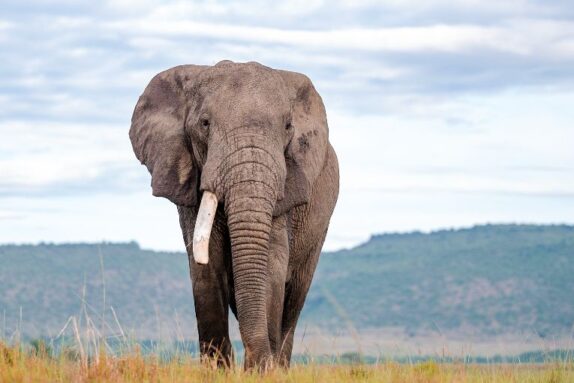 Masai Mara Weather And Wildlife November 2023 - The Governors Camp