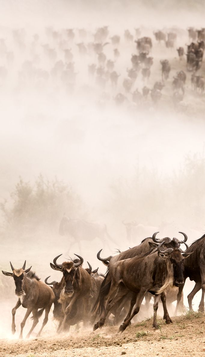Governors' Camp in Maasai Mara National Reserve — photo 6