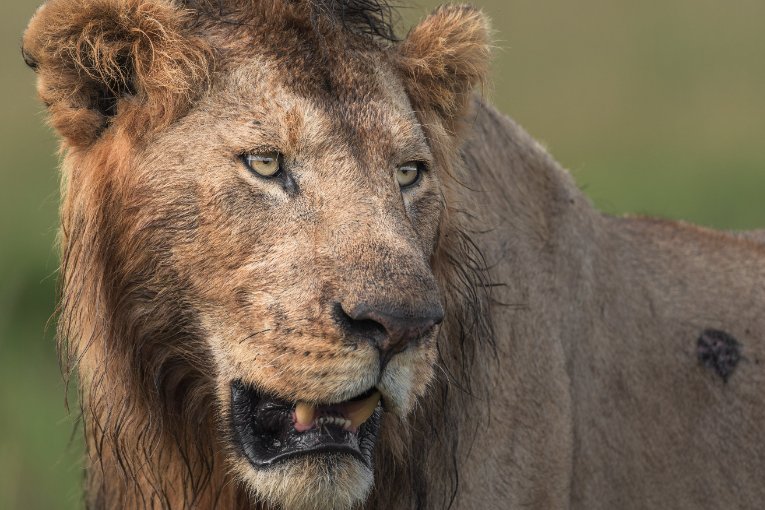 Oleku Masai Mara 