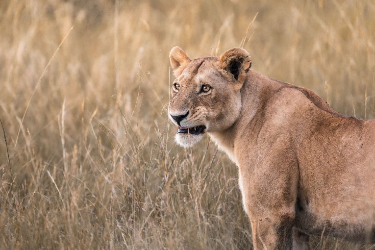 Paradise Pride Masai Mara Kenya