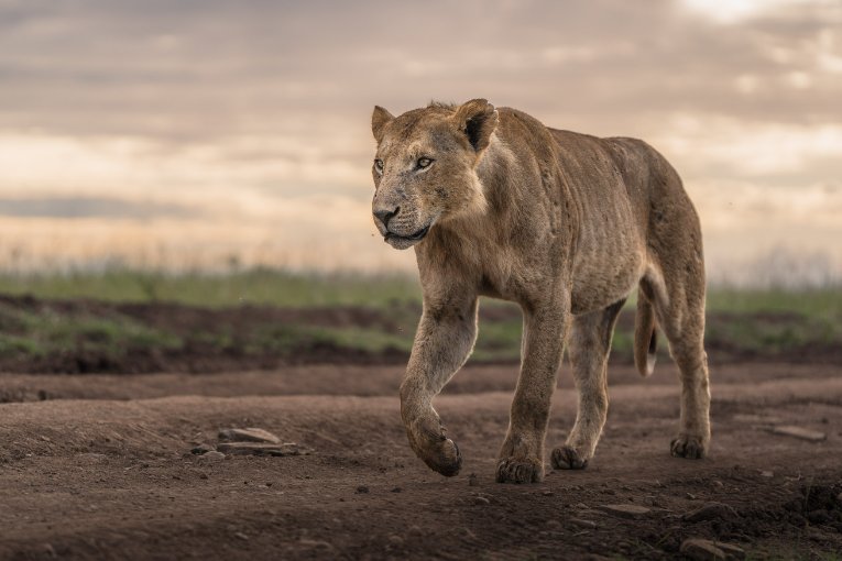 Swampy's boys lions Masai Mara