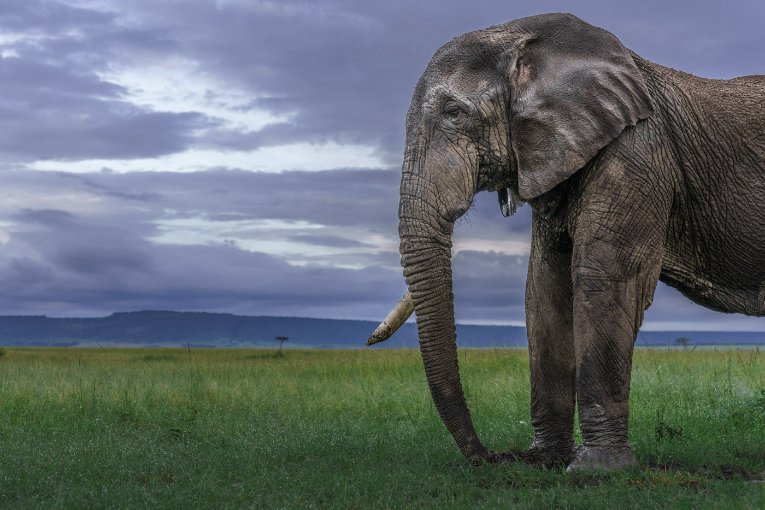 Blossom the elephant Masai Mara