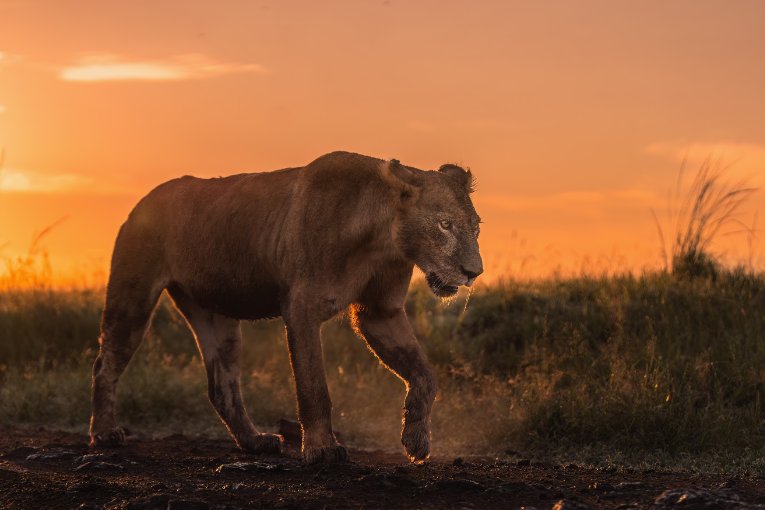 Yaya lioness Marsh Pride Kenya 