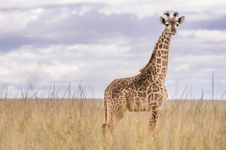 Baby giraffe Masai Mara Kenya