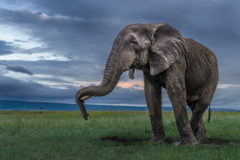 Blossom the elephant Masai Mara 