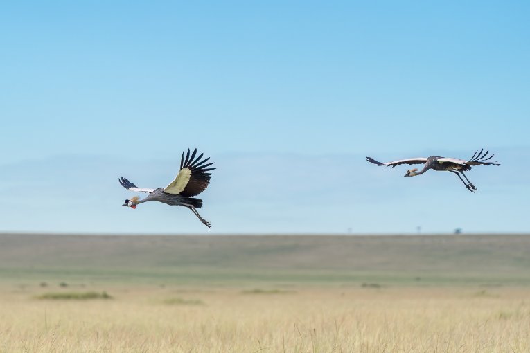 Grey crowned cranes