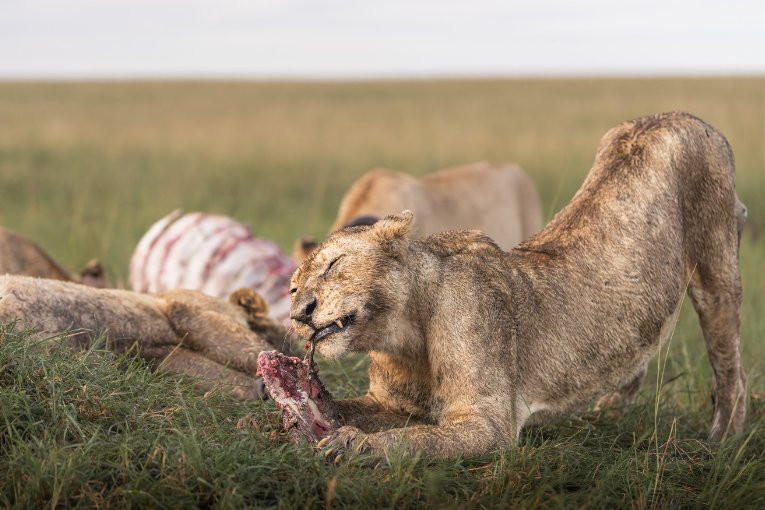 Dada lioness Marsh Pride Kenya