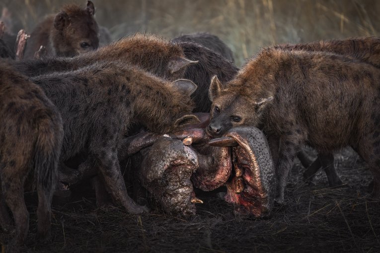 Hyenas Masai Mara