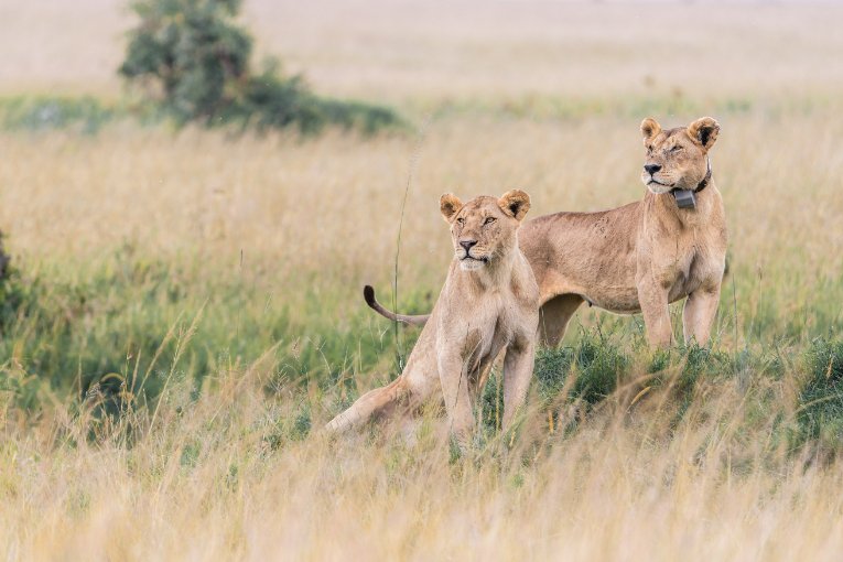 Lionesses Enkerai and Kito Marsh Pride