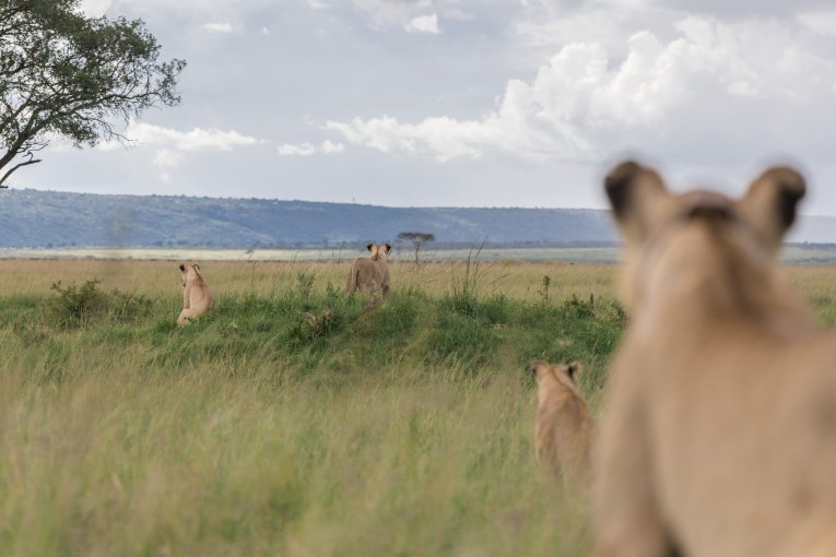 The Marsh Pride Kenya 