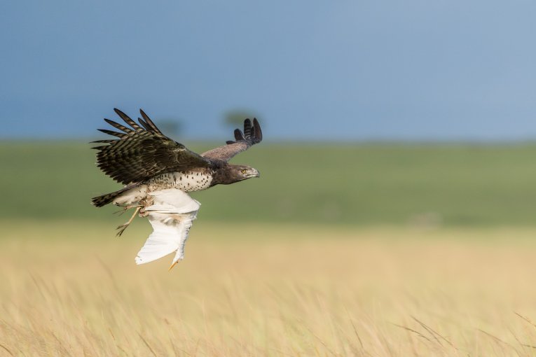 Martial eagle