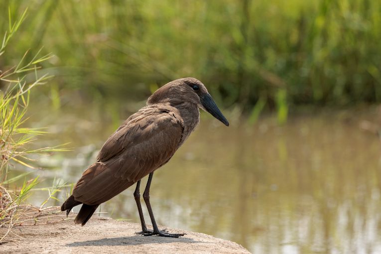 Hamerkop Masai Mara