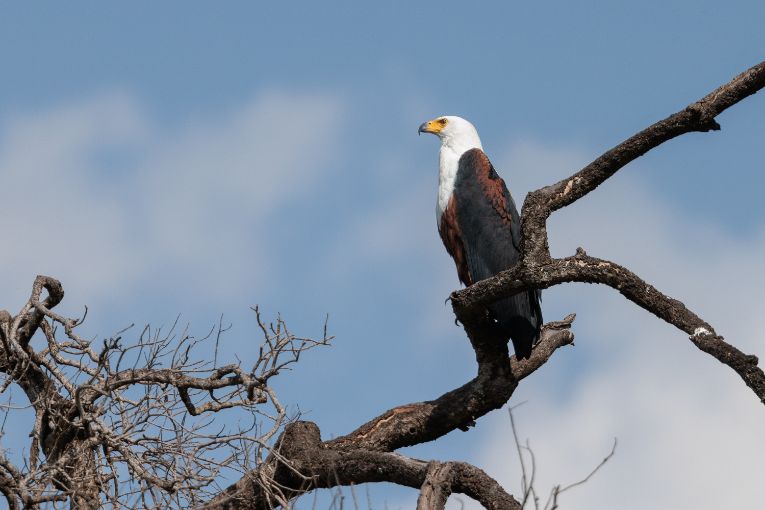 African fish eagle Masai Mara