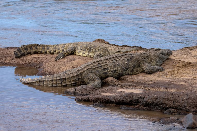 Crocodiles Mara River