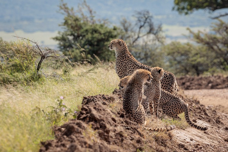 Cheetah Nashipai and cubs