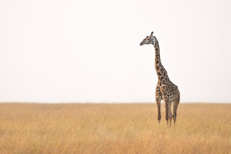 Masai giraffe Masai Mara Kenya