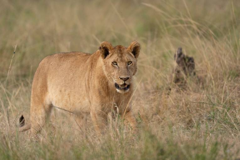 Nusurika Marsh Pride Kenya