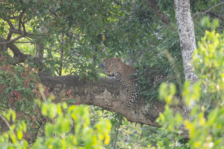 Leopard Lenkumur Masai Mara