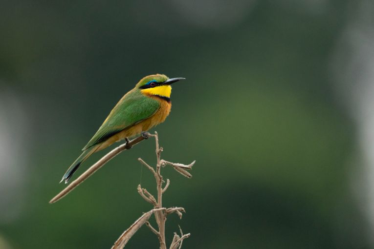 Little bee-eater Masai Mara Kenya