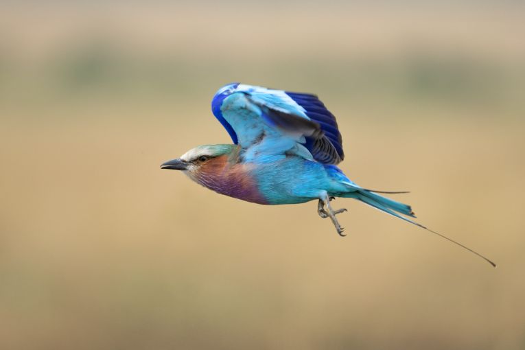 Lilac-breasted roller Masai Mara Kenya