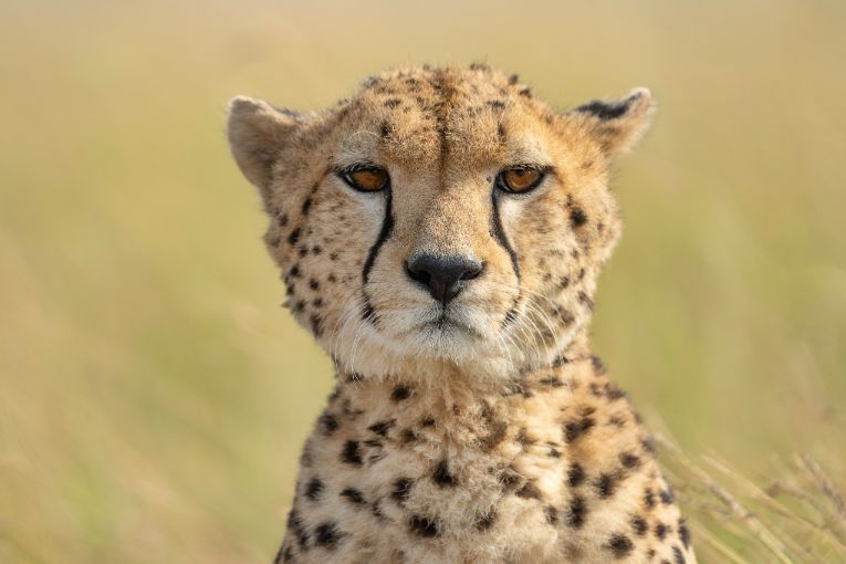 Cheetah Nagol Masai Mara Kenya