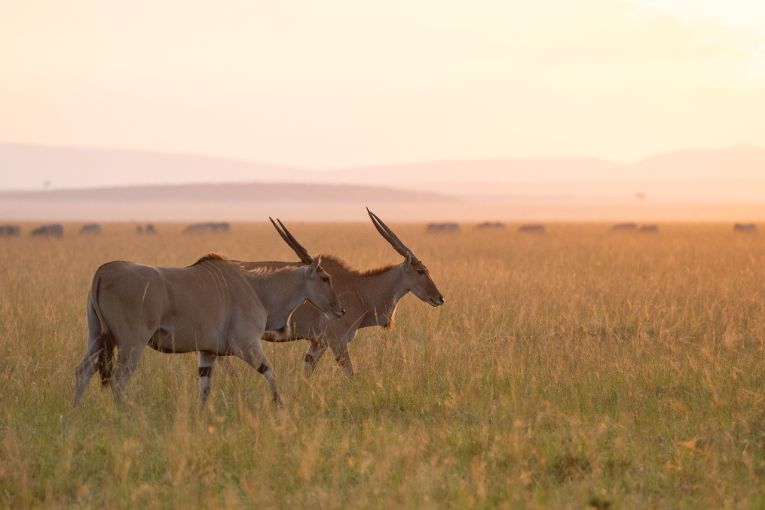 Eland Masai Mara Kenya