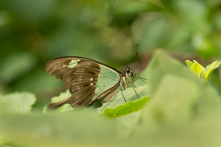 GREEN-BANDED SWALLOWTAIL BUTTERFLY