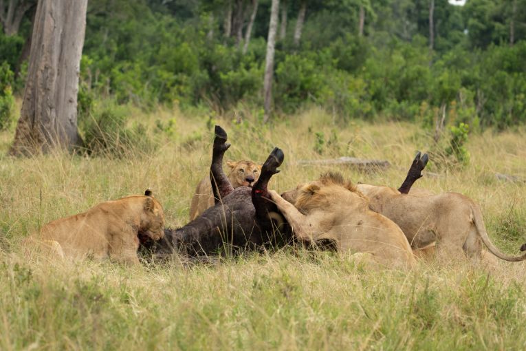 The Marsh Pride Masai Mara Kenya