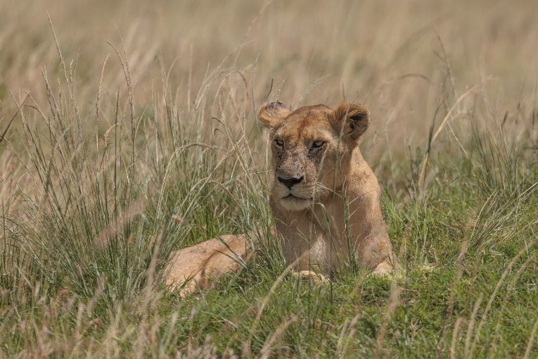 Yaya lioness Marsh Pride Masai Mara