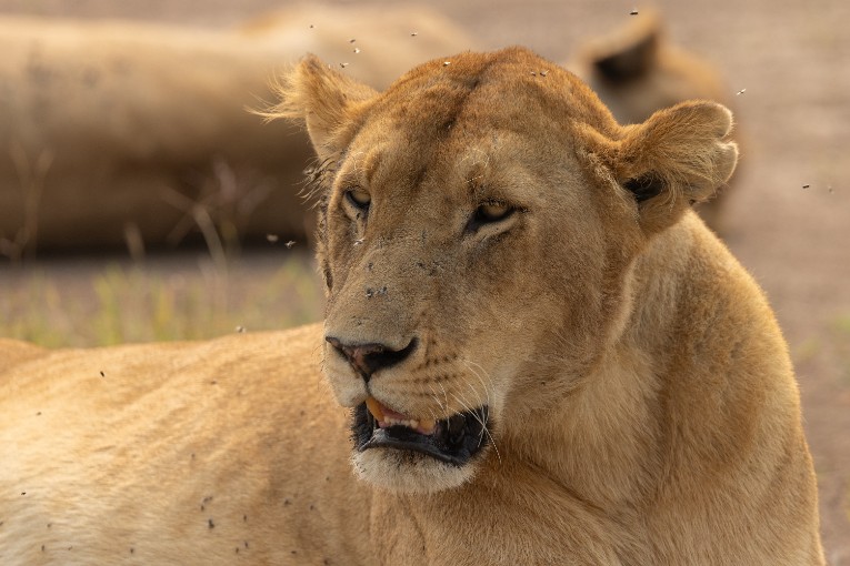 Lola lioness Marsh pride