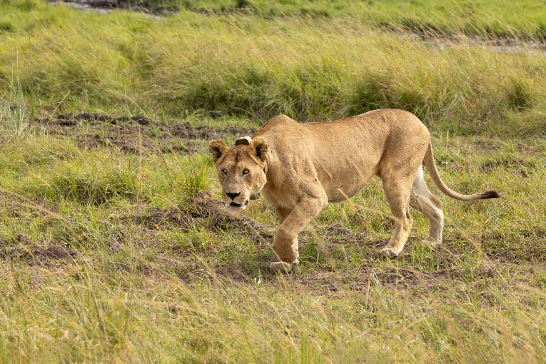 Kito of the Marsh Pride of lions