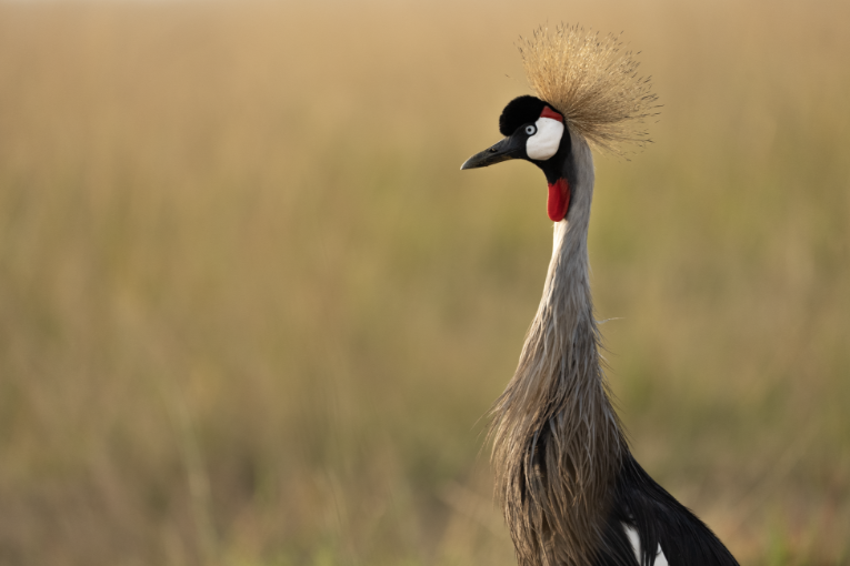 Grey crowned crane Masai Mara