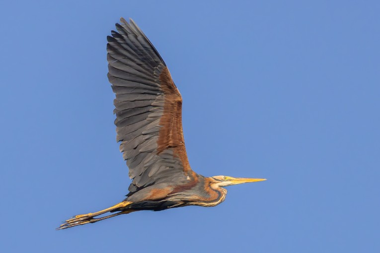 Purple heron