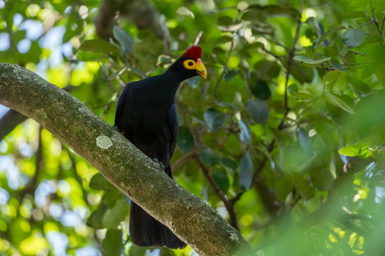 Ross' turaco Masai Mara