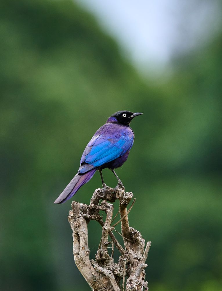 Ruppell's long-tailed starling, Masai Mara Kenya