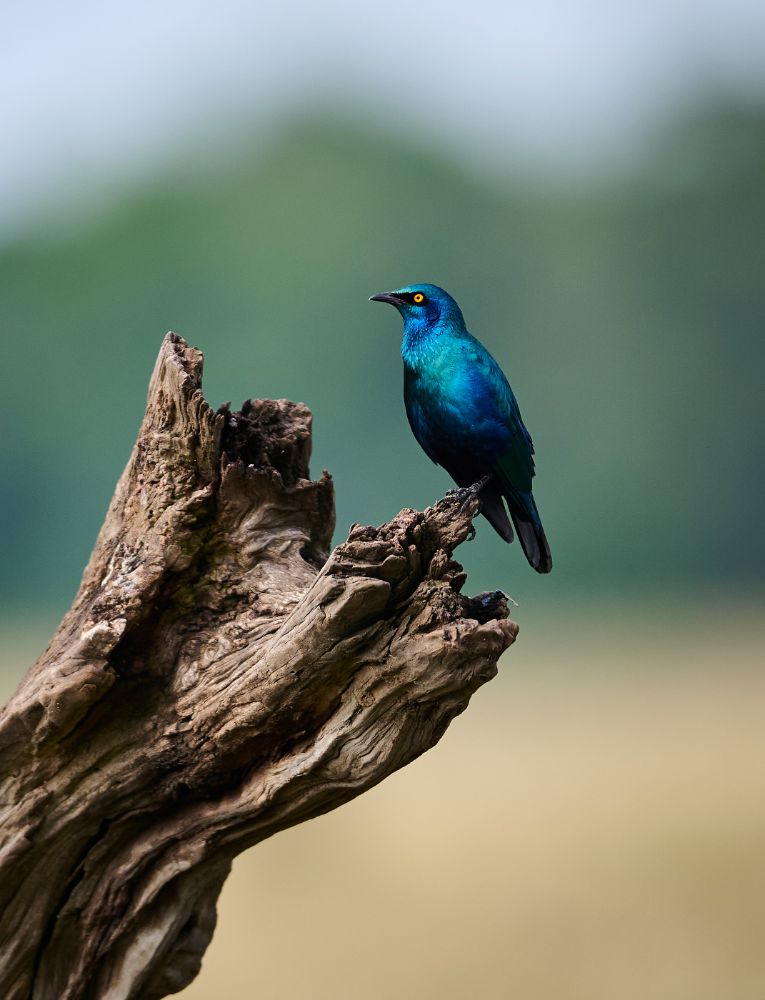 Greater blue-eared starling