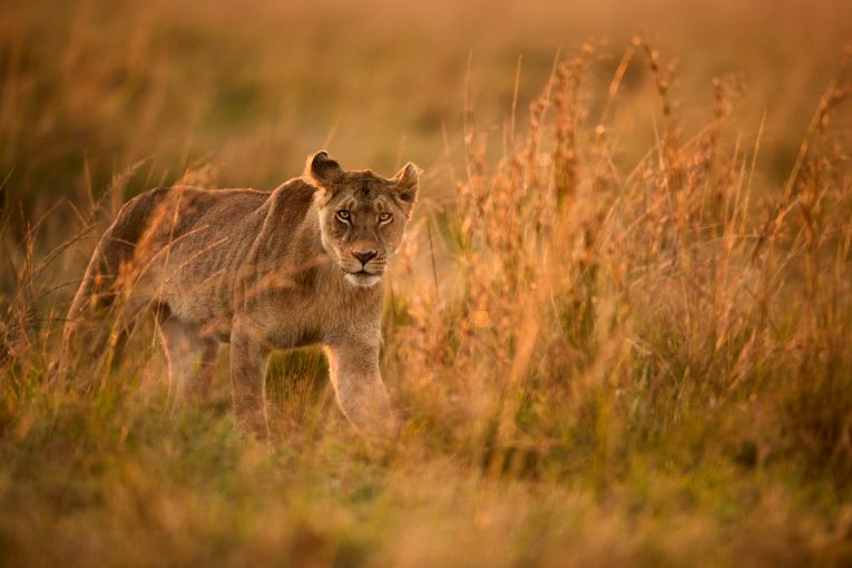 Nusurika Marsh Pride Kenya