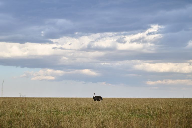 Ostrich Masai Mara