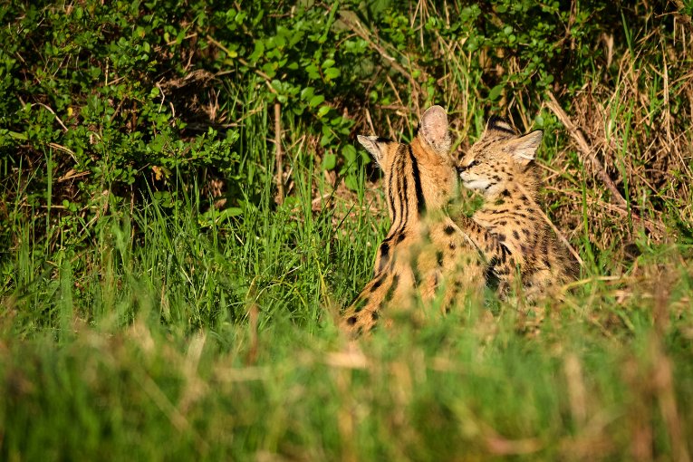 Serval and kitten Masai Mara