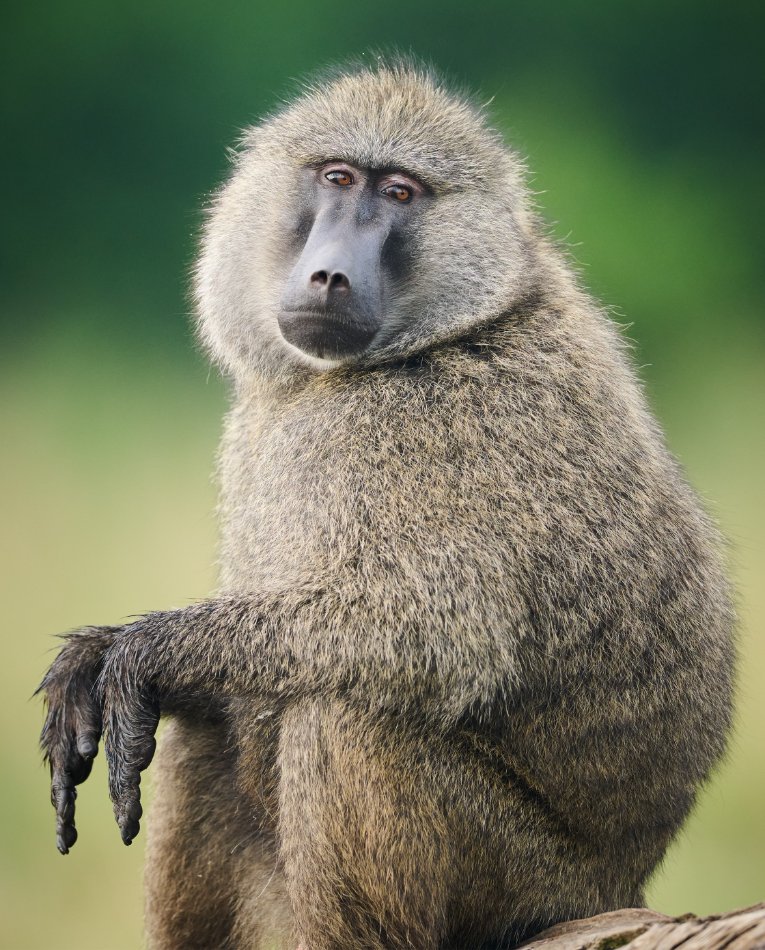 Olive baboon Masai Mara