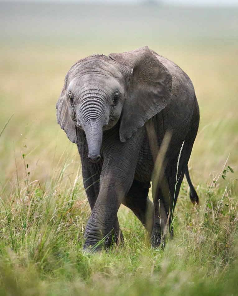 Baby elephant Masai Mara