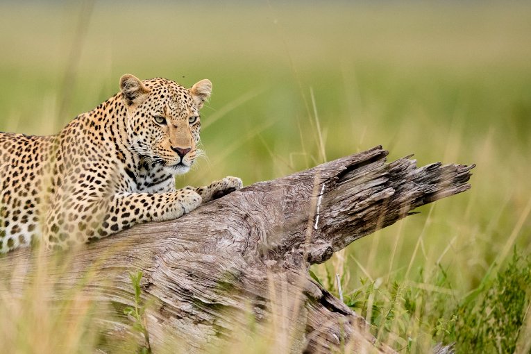 Olopono male leopard Masai Mara